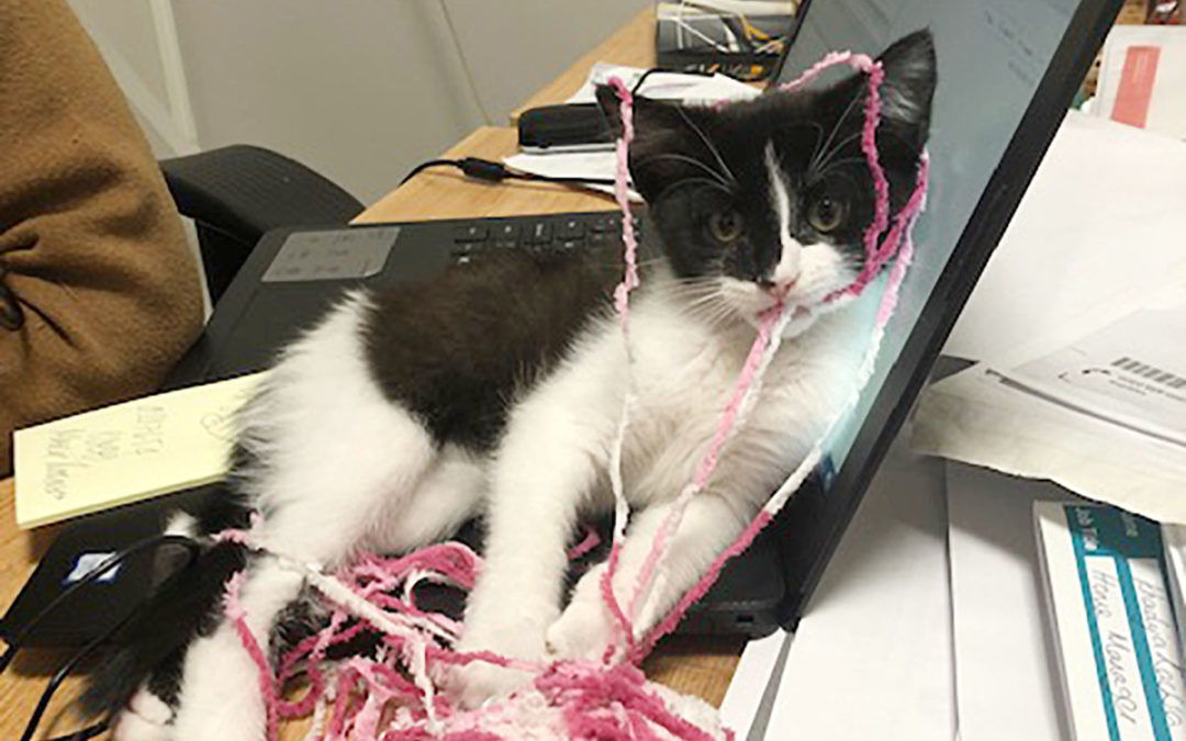 Bromley Park Care Home welcomes kitten Jlo