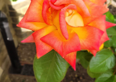 Garden rose at Bromley Park Care Home