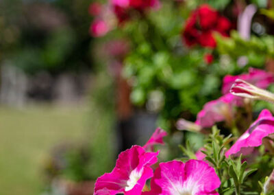 Lovely flowers at Bromley Park Care Home's Garden