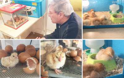 Hatching chicks at Bromley Park Care Home