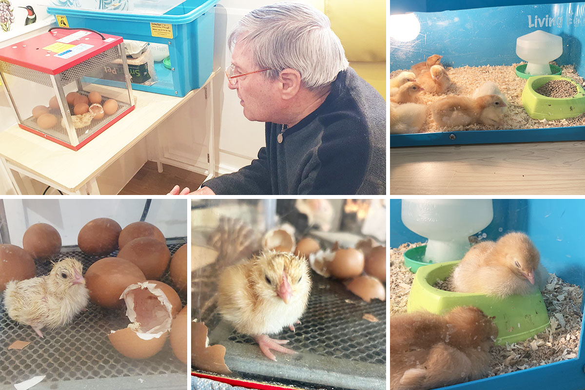 Hatching chicks at Bromley Park Care Home